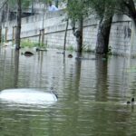 La croisade automobile contre l’écologie