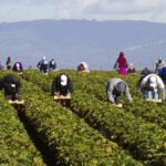Derrière les « métiers en tension », la surexploitation du travail migrant