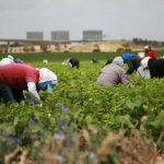 Etats-Unis. Le Covid-19 : une pandémie sociale pour les travailleurs agricoles